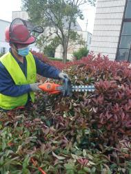 園林綠化工程施工要點 修剪、除草、砍雜與草坪鋪設